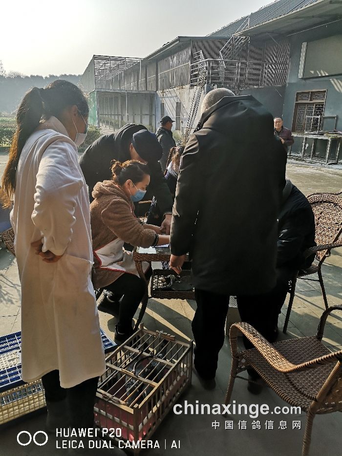 成都國奧公棚最新消息深度解析