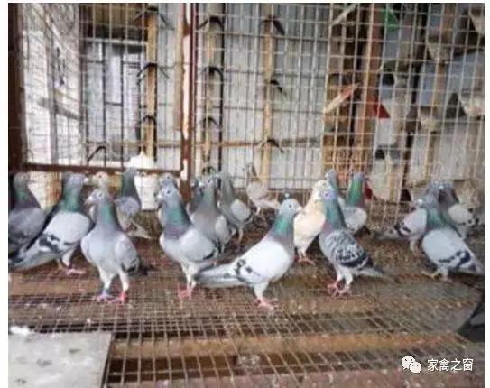 2017旺族飼料最新消息，引領(lǐng)飼料行業(yè)的新篇章