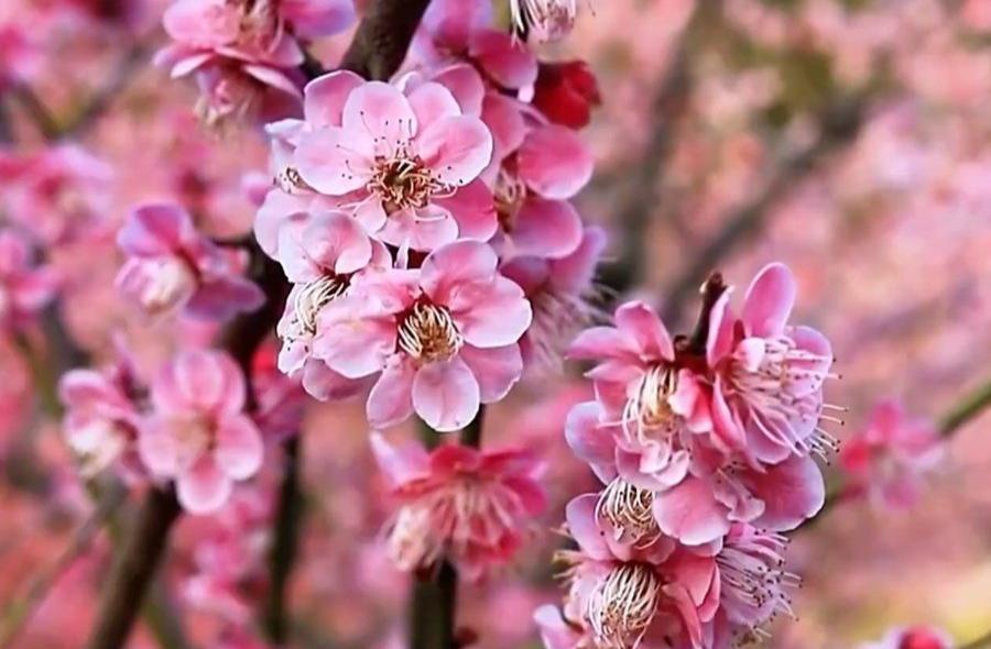 春暖花開之際，探索性八的最新地址