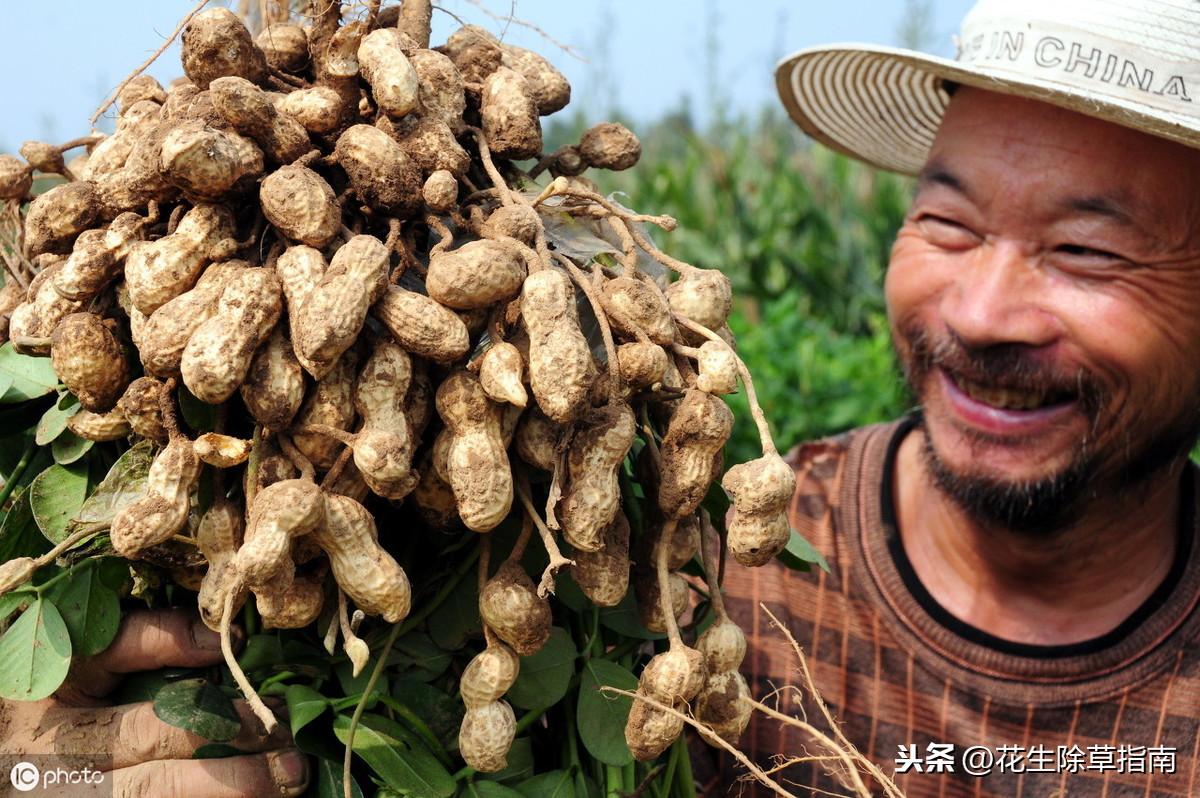 杞縣花生米價格最新行情分析