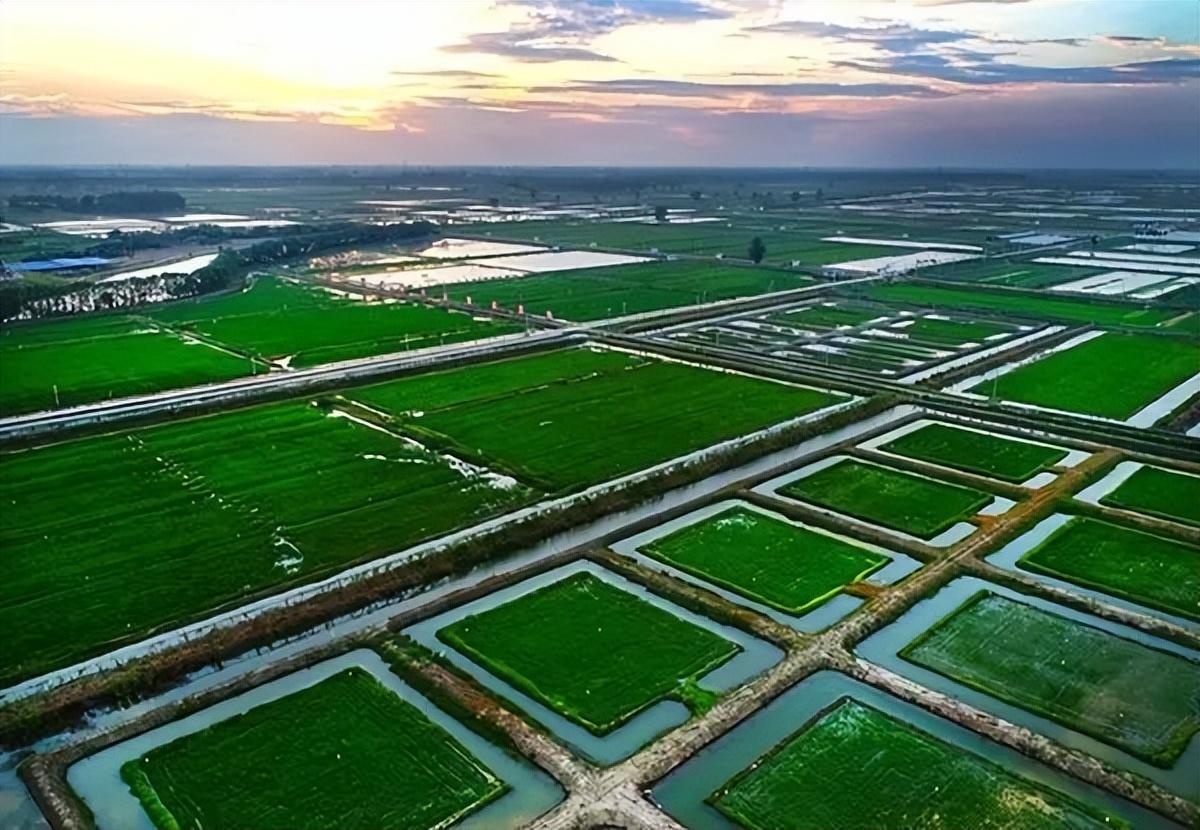 最新江蘇鯽魚收購(gòu)價(jià)格分析