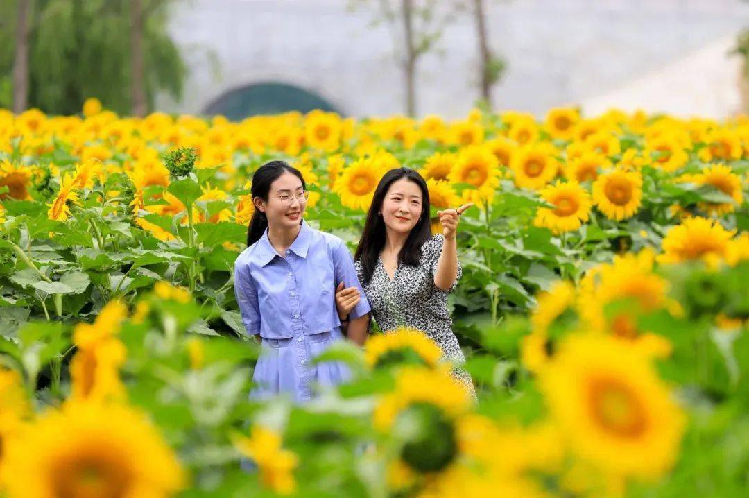 花溪村的女人最新章節(jié)，堅韌與希望之花盛開