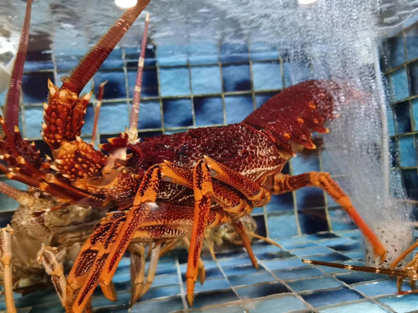 澳門一碼一碼100準(zhǔn)確開獎結(jié)果,多角度研究解答解釋路徑_供給集71.01