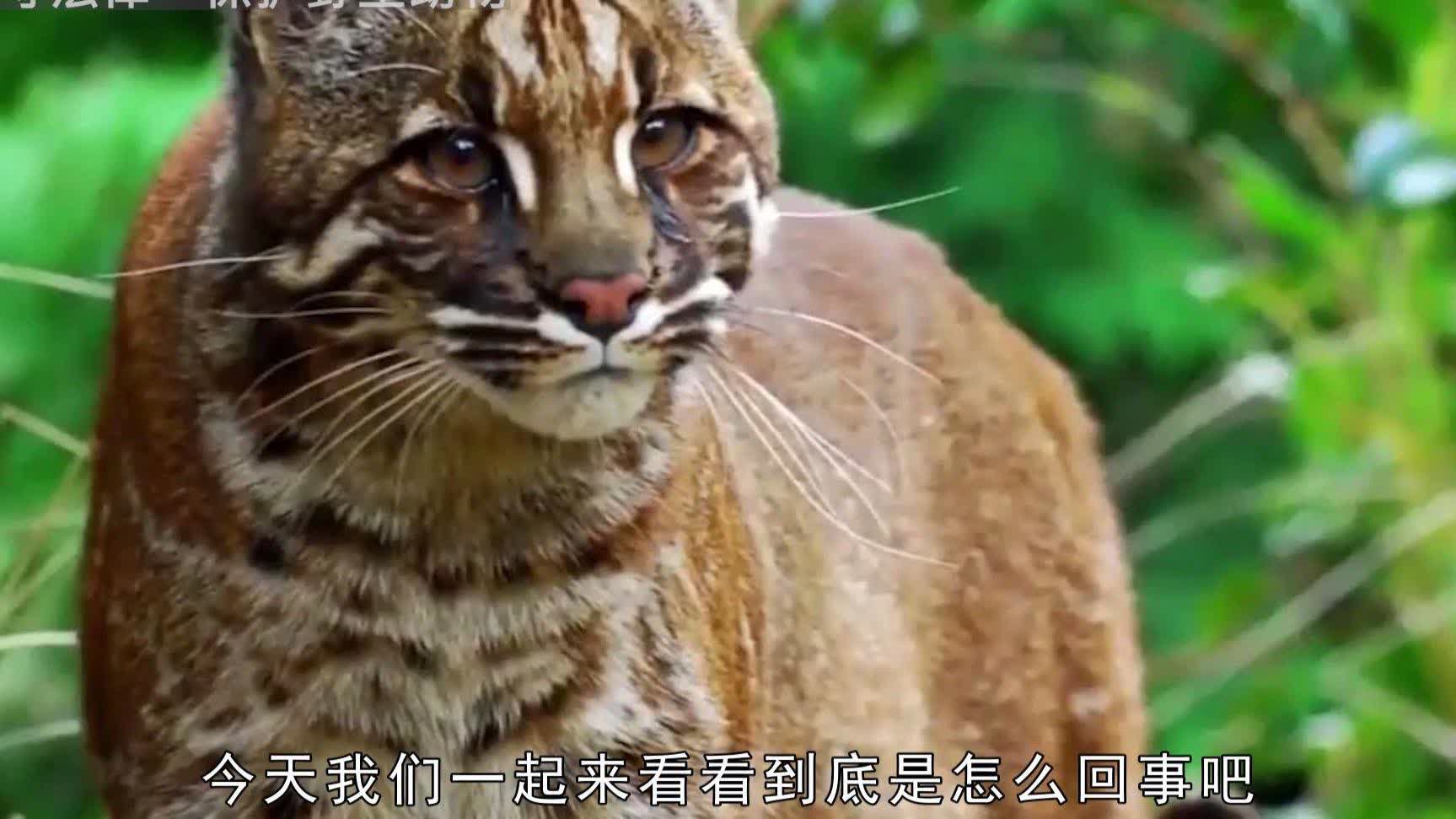 最新黑虎，揭示神秘面紗下的力量與魅力