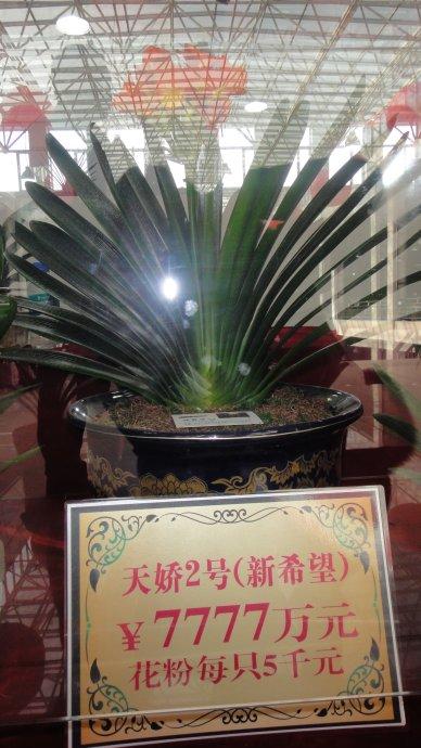 探索神秘的數(shù)字世界，7777與8888背后的故事與管管家婆傳真的奇幻之旅