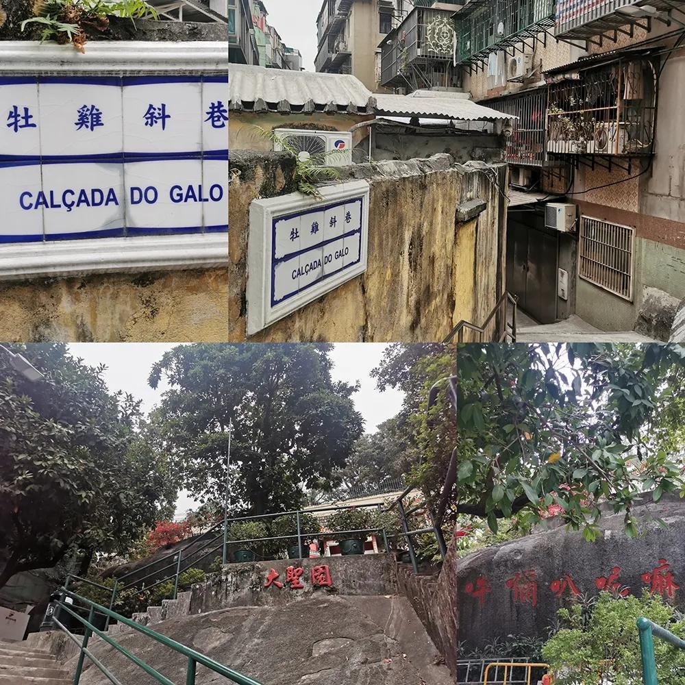 新澳門歷史記錄查詢，揭開最近十期的神秘面紗