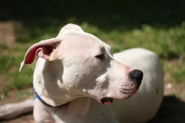最新涼山小獵犬出售，探索涼山小獵犬的魅力與購買須知
