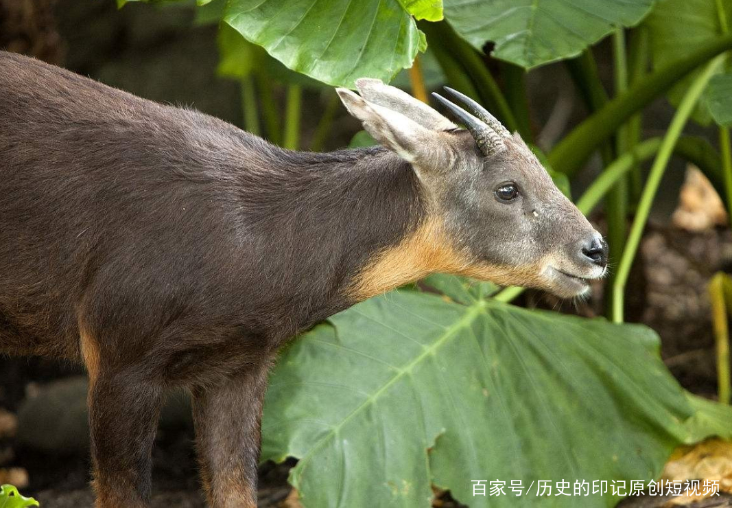 四不像今晚必中一肖——探尋神秘預(yù)測背后的故事