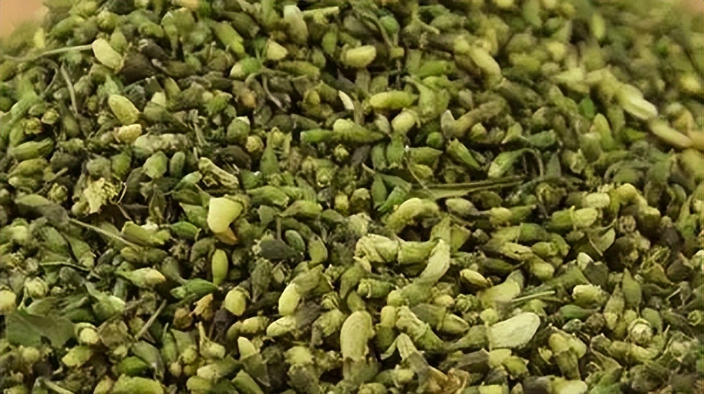 安國最新槐米價格動態(tài)分析