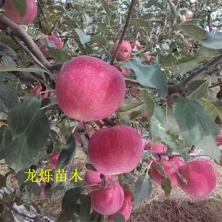 臨猗蘋果最新價格行情分析