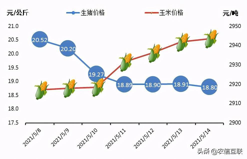 最新豬價(jià)行情分析預(yù)測