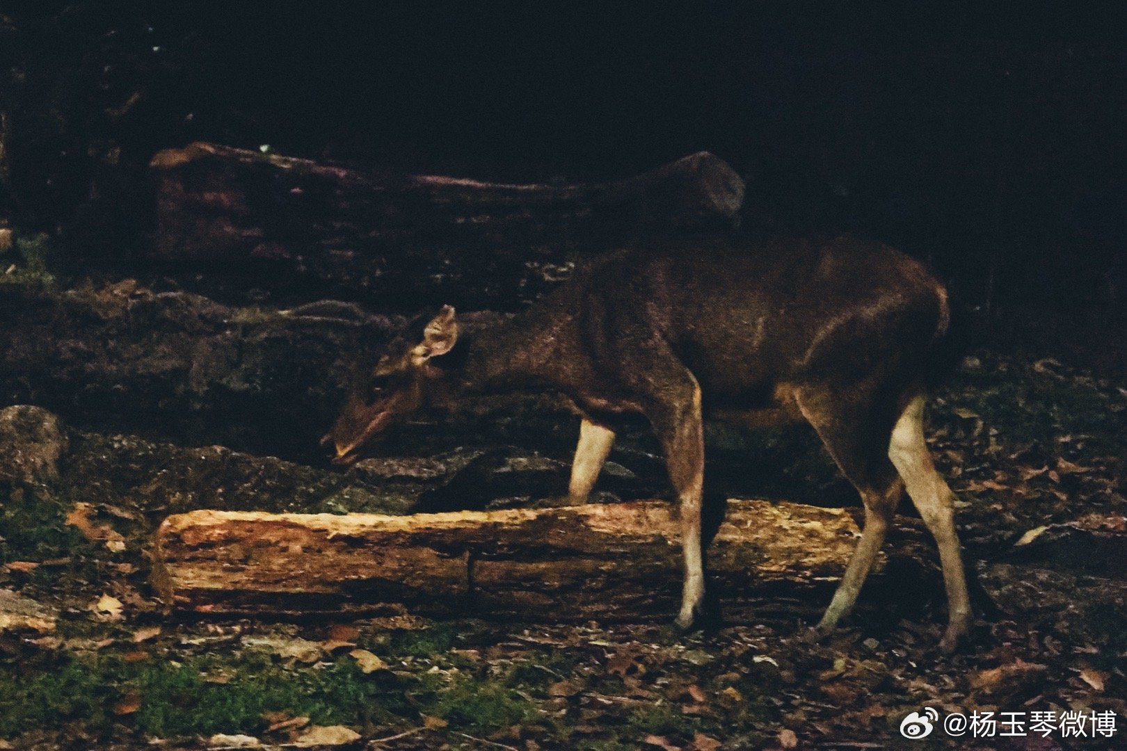 今期四不像圖，探索神秘世界的夜晚