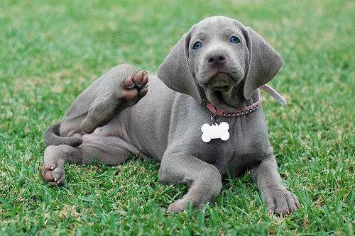 最新魏瑪犬，深入了解這一優(yōu)秀犬種