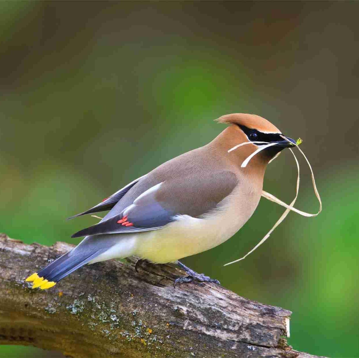 最新鳥(niǎo)壁紙，探索自然之美與家居裝飾的完美結(jié)合