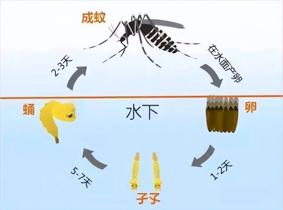 蚊子最新報(bào)道，揭秘蚊子的生態(tài)演變與防治策略