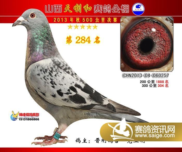 天利賽鴿公棚最新公告