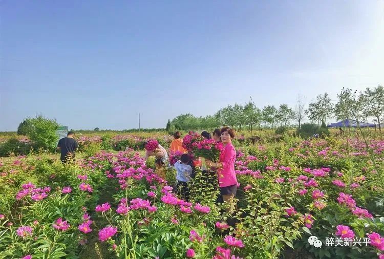 興平花田公社最新消息，綻放的田園新篇章