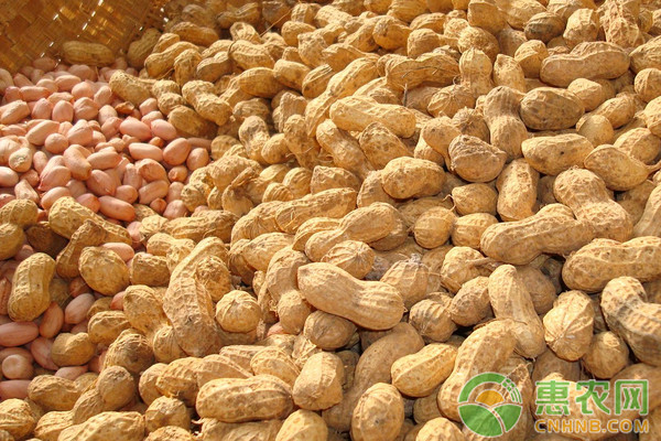 全國花生米最新價(jià)格走勢分析