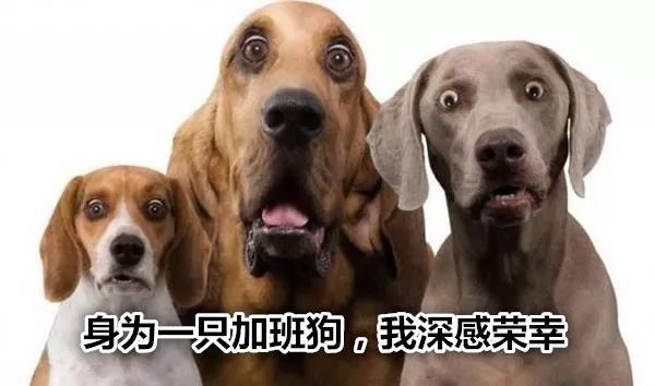 三官六院狗語者最新，揭秘人與犬的神秘交流