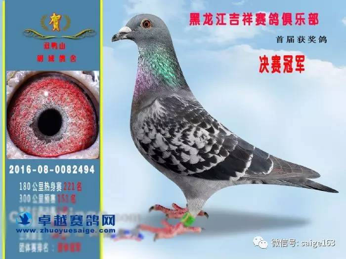 九鼎賽鴿中心最新公告，開啟新時代的賽鴿競技之旅