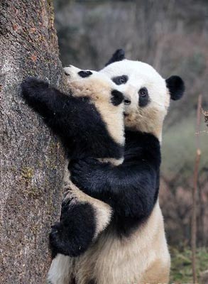 大熊貓?zhí)蕴缘淖钚孪?，探索它的成長與保護之路
