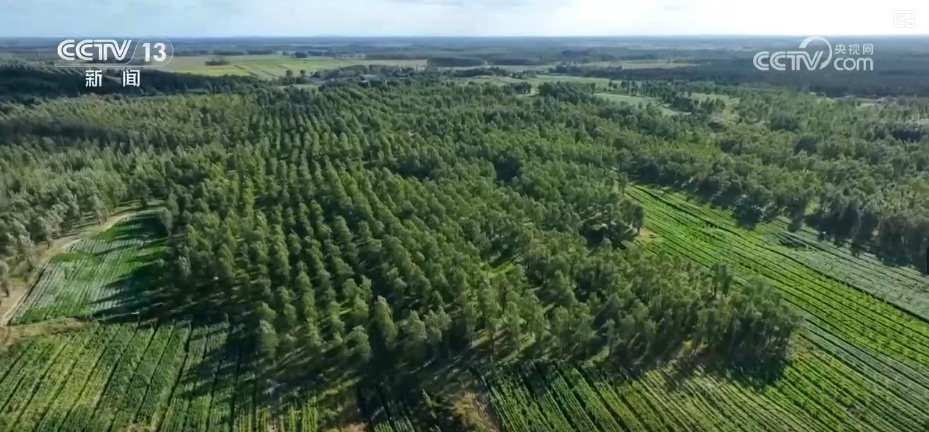治沙造林紀(jì)錄片最新版，揭示綠色奇跡背后的故事
