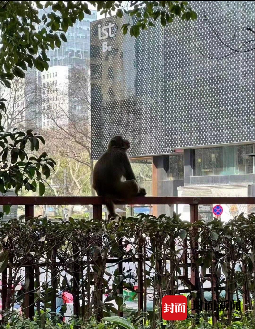 吳思若涵