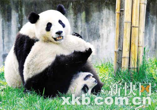 熊貓團(tuán)團(tuán)圓圓最新消息，生活、成長與人們的關(guān)注